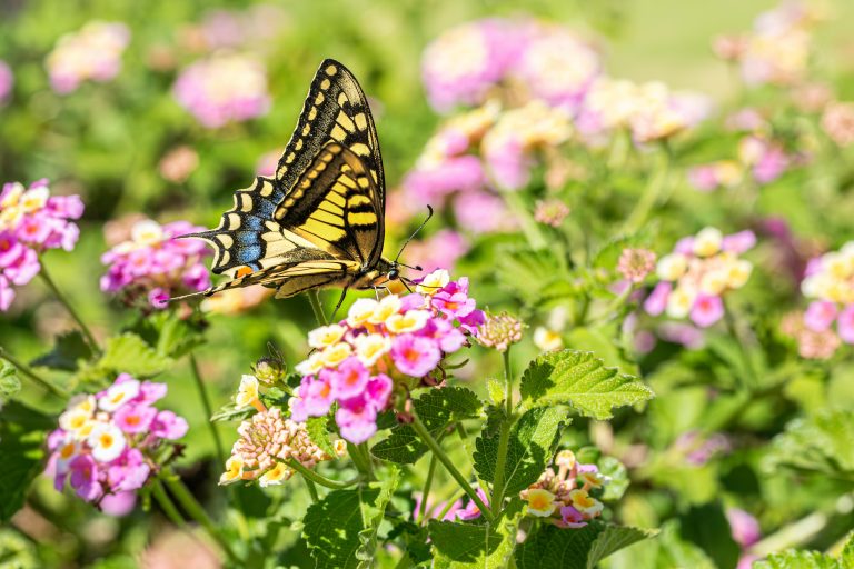 Biodiversiteit in een Nederlandse bloemenweide met een vlinder