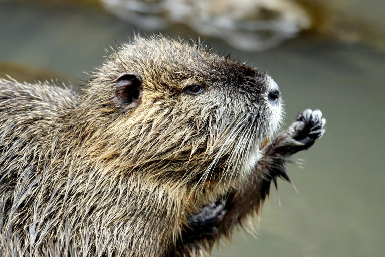 Bever in een Nederlandse beek