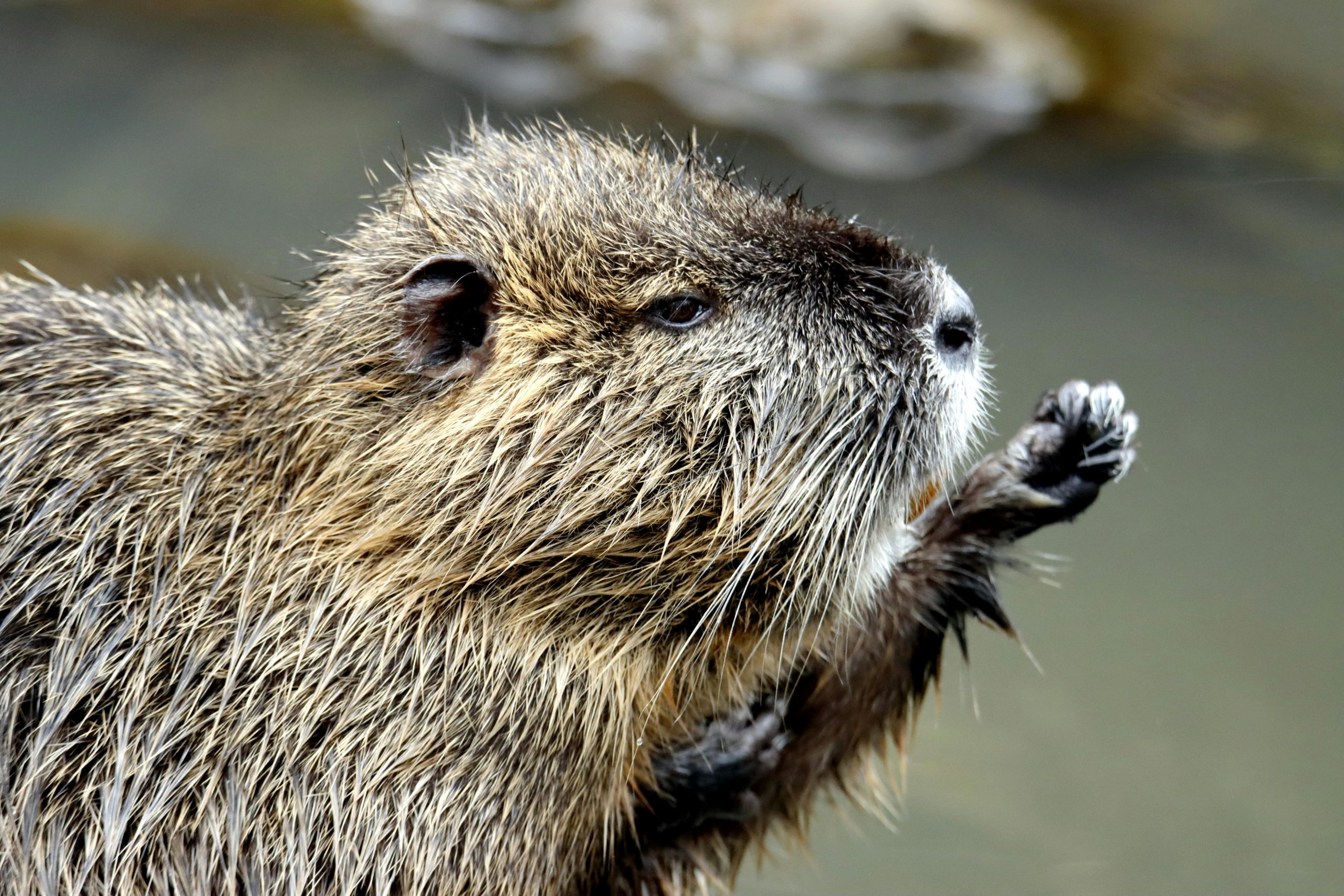 Bever in een Nederlandse beek