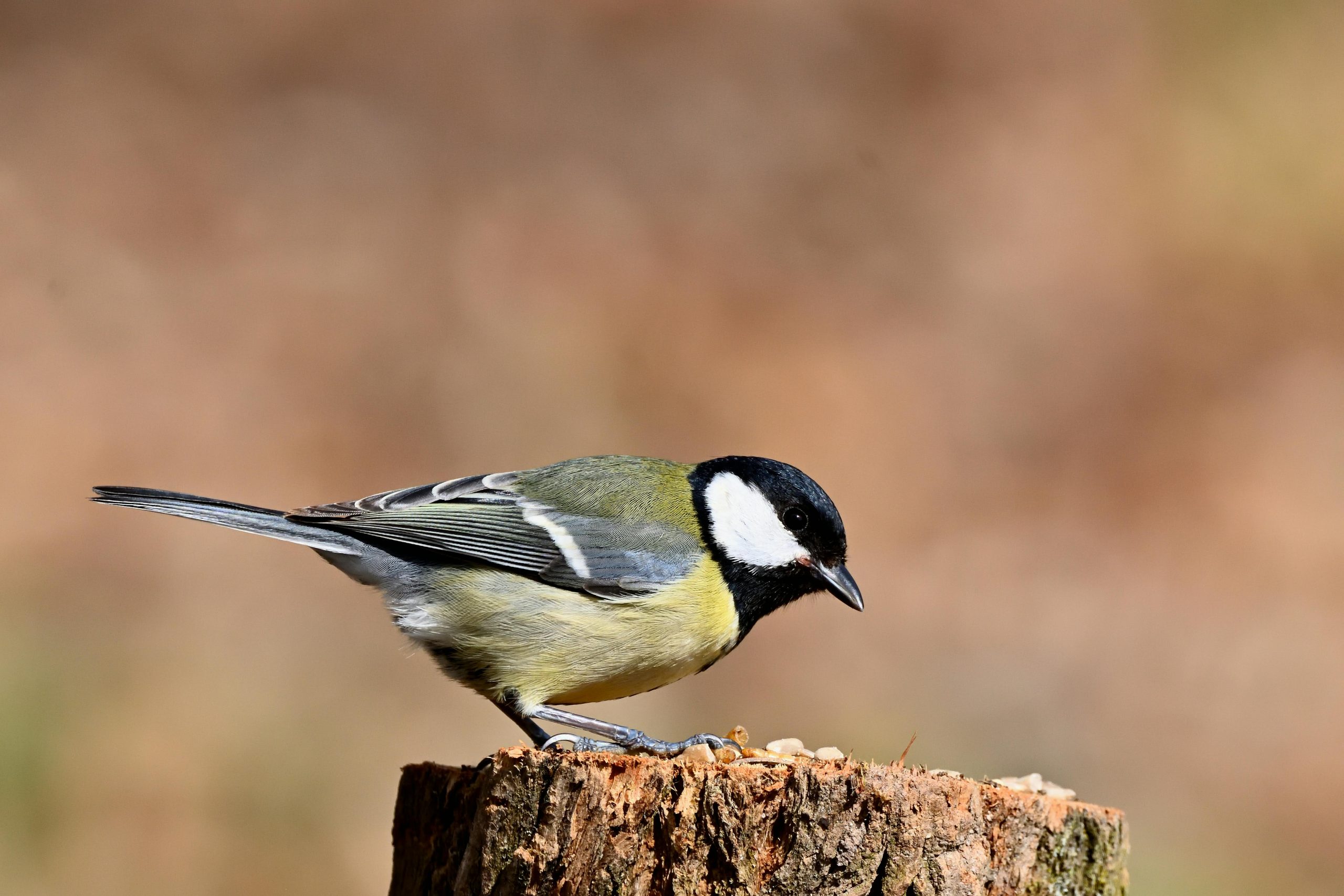 Koolmees op een tak in de Nederlandse natuur