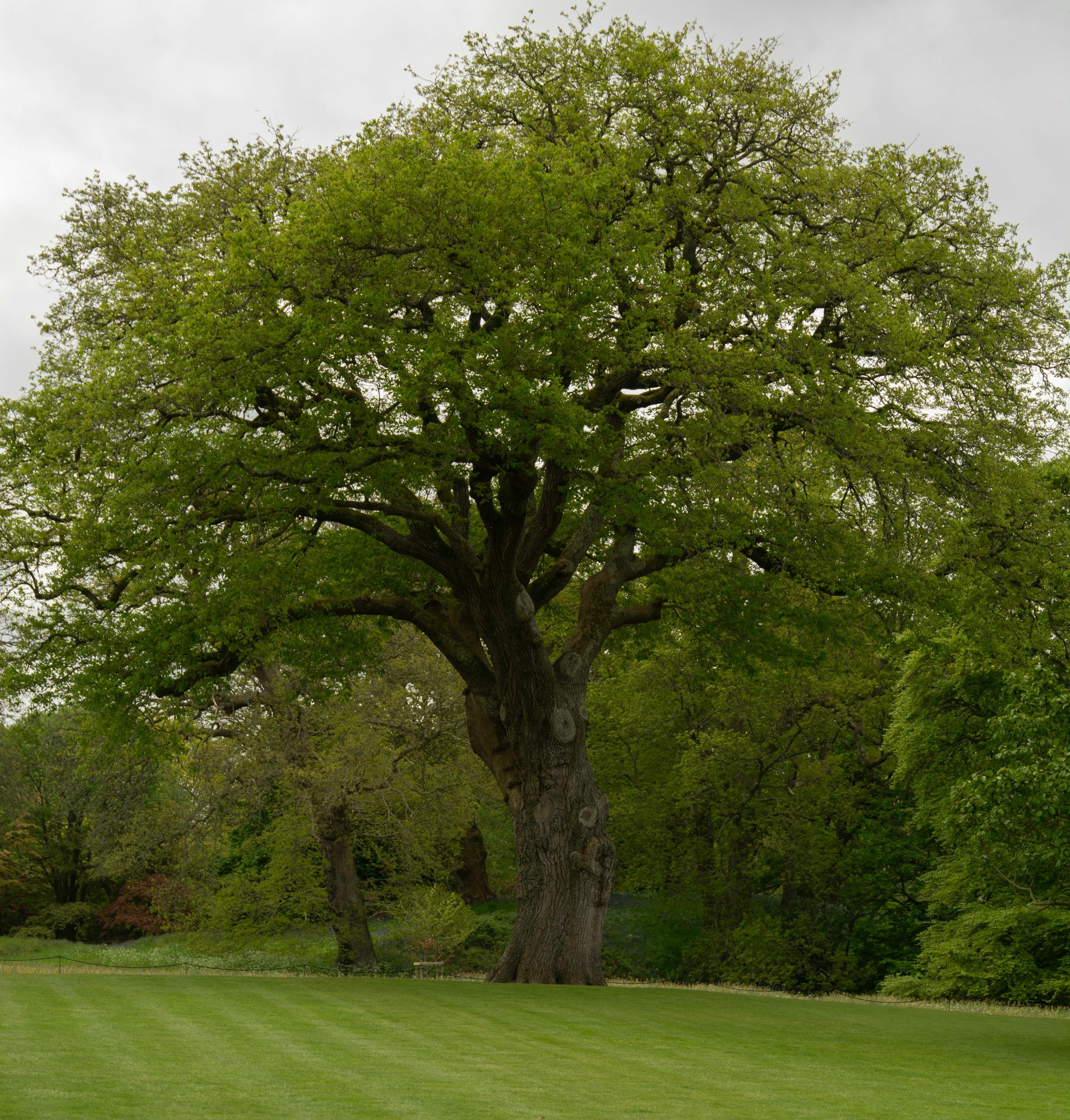 Inheemse bomen in een Nederlands landschap