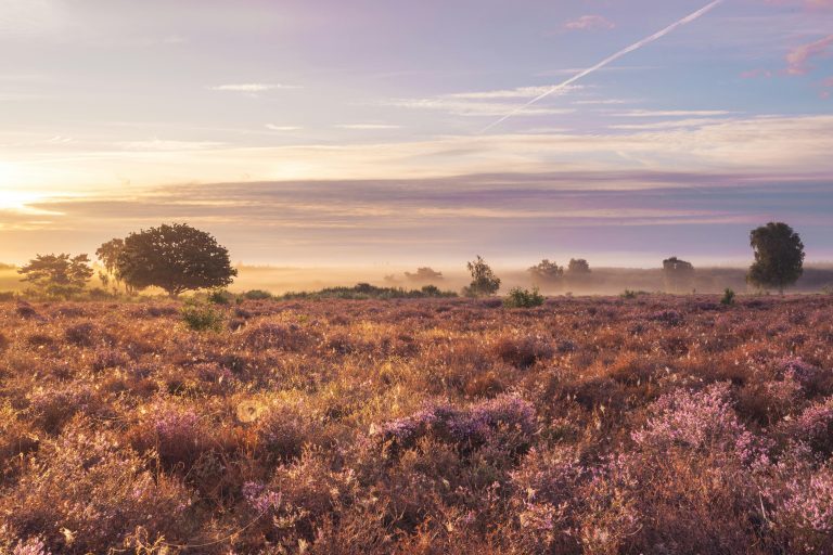Wandelen langs de paarse heide op de Veluwe
