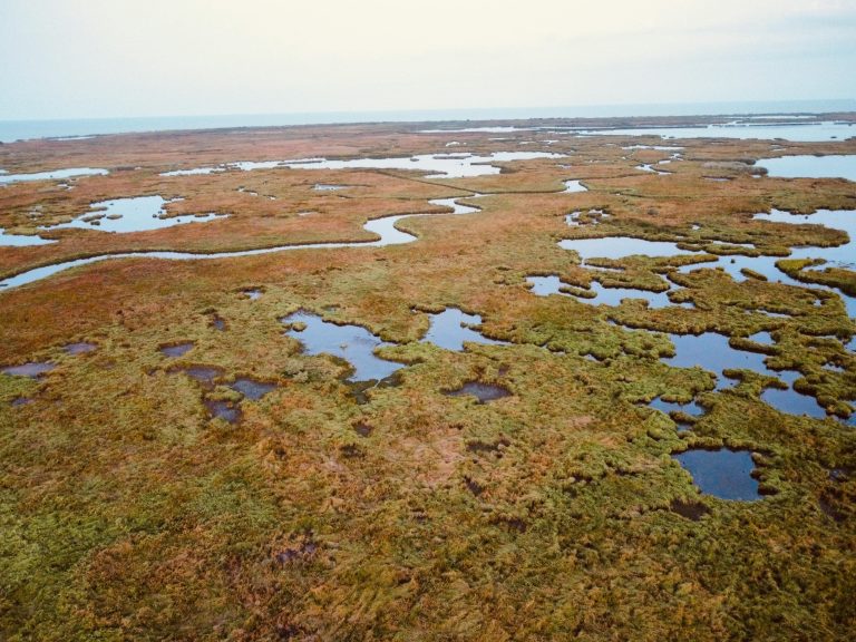 Waterlandschap van Nationaal Park De Biesbosch