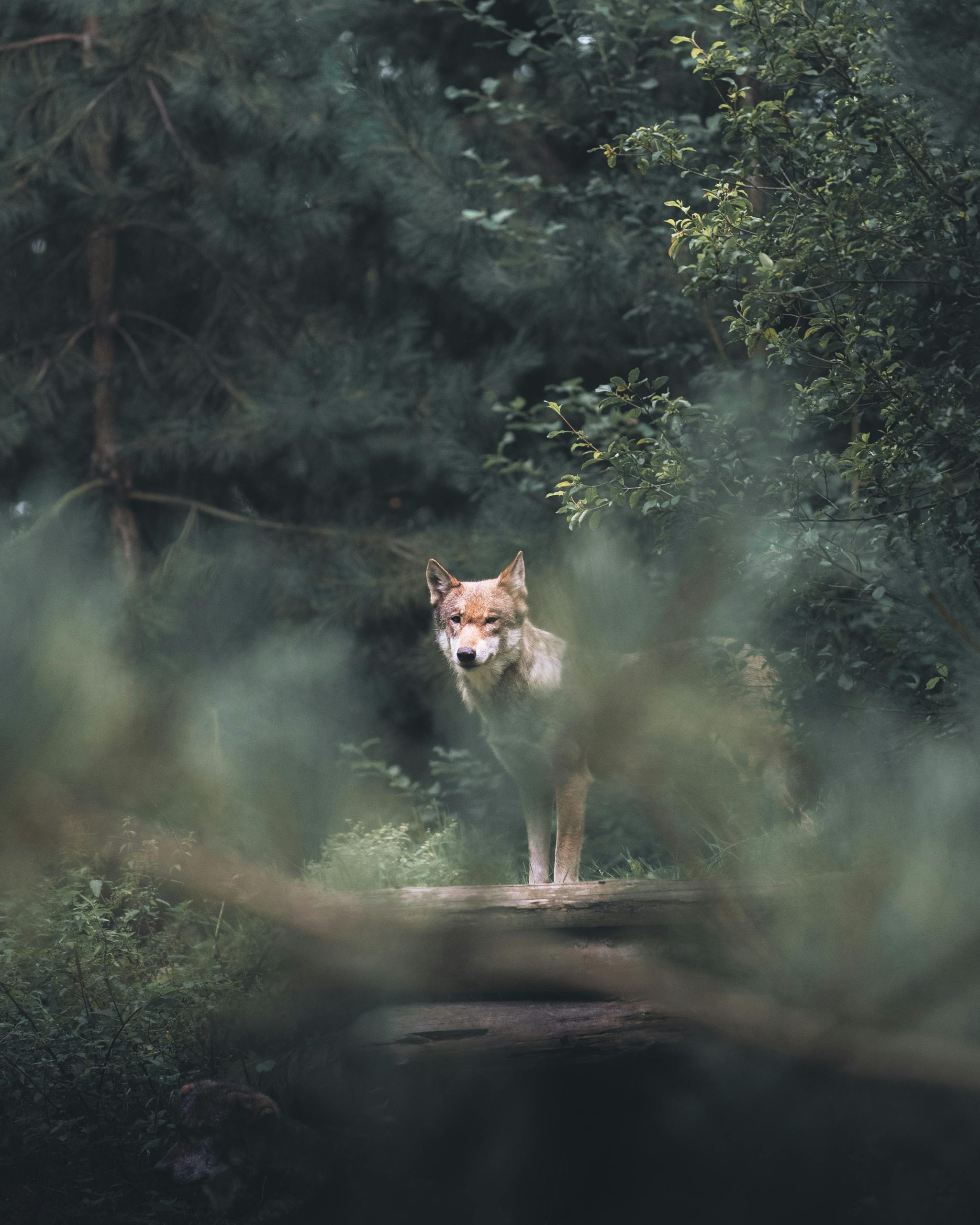 Wolf aan de rand van het bos in zijn natuurlijke habitat