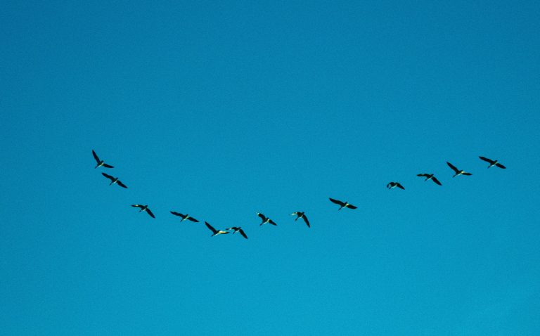 Trekvogels in V-formatie tijdens de najaarsmigratie
