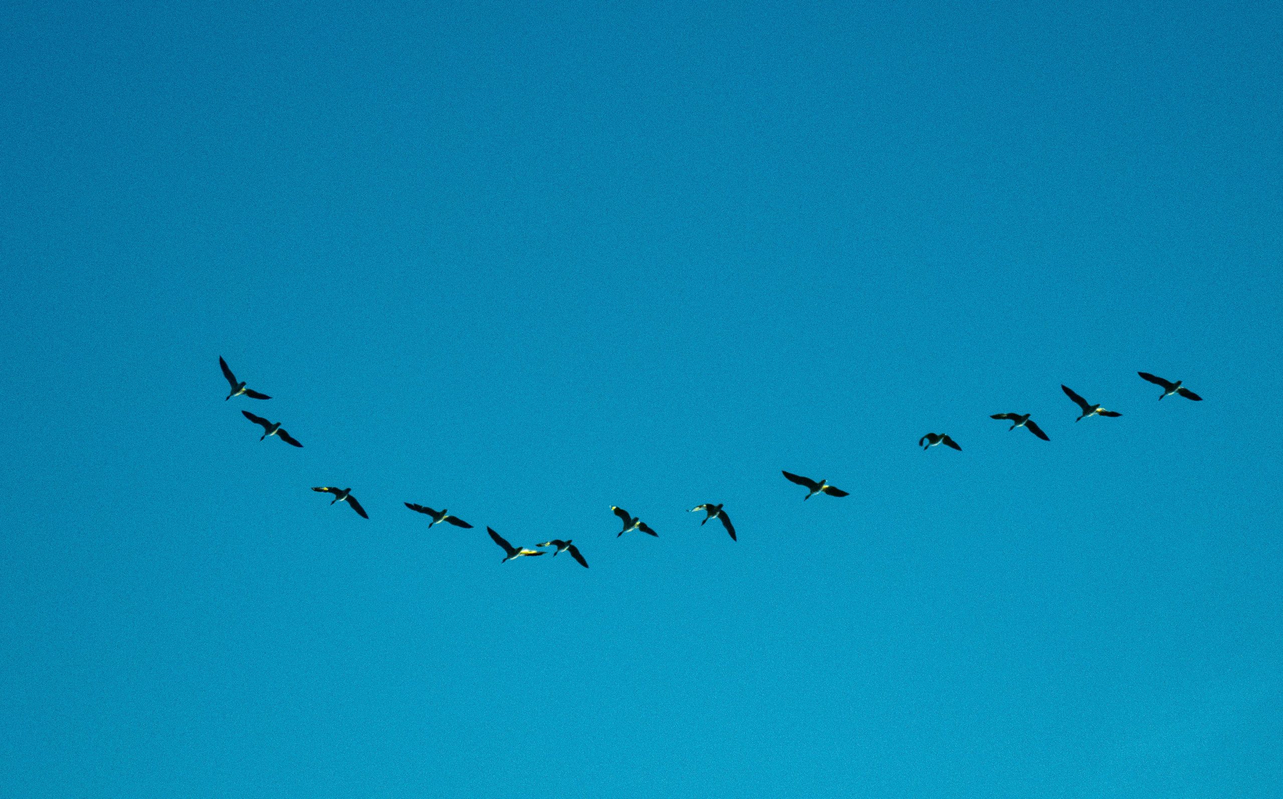 Trekvogels in V-formatie tijdens de najaarsmigratie