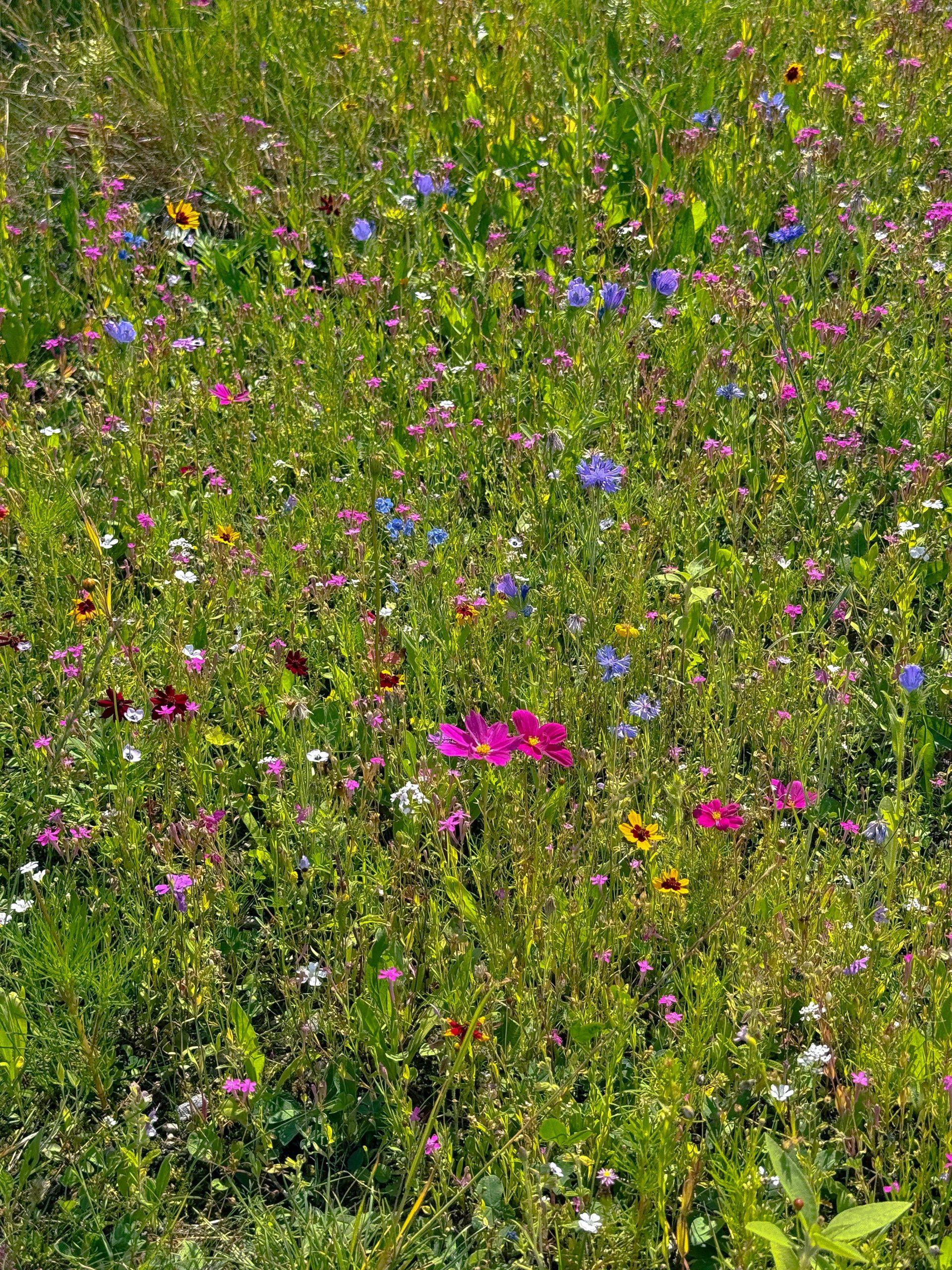 Kleurrijke wilde bloemen in een Nederlandse weide